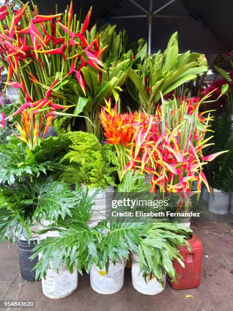 tropical flowers of sale at market stall - ginger flower stock pictures, royalty-free photos & images