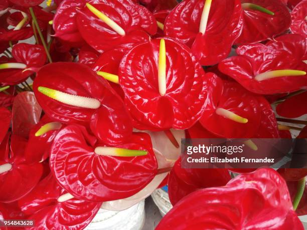 anthurium tropical plants, of arum araceae group of plants. - flamingo lily stock pictures, royalty-free photos & images