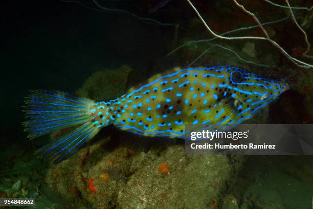 990 Filefish Stock Photos, High-Res Pictures, and Images - Getty Images