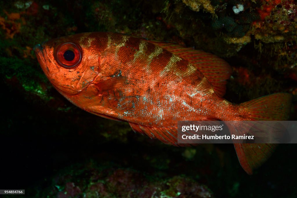 Snapper Fish Eye Glass Eye Snapper