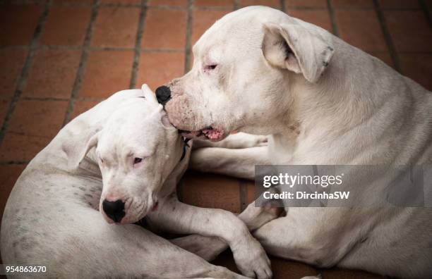 dogo argentino, dog. - dogo argentino stock pictures, royalty-free photos & images