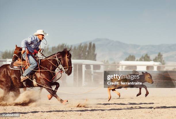 steer roping - wrestling arena stock pictures, royalty-free photos & images