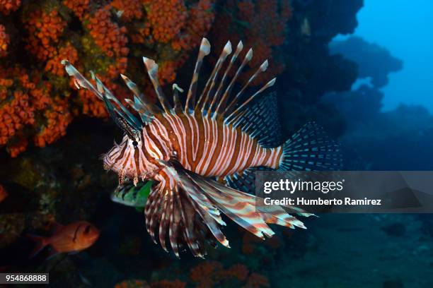 lionfish. - lionfish stock pictures, royalty-free photos & images