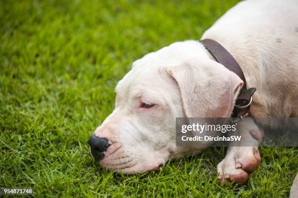 dogo argentino, dog. - dogo argentino stock pictures, royalty-free photos & images