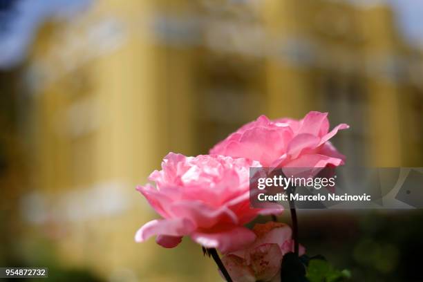 two roses in front of a yellow building - marcelo nacinovic stockfoto's en -beelden