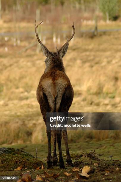 2,251 Highlands End Stock Photos, High-Res Pictures, and Images - Getty ...