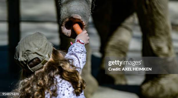 An elephant takes with its trunk a carrot that it is offered by a young visitor at the Tierpark Hagenbeck zoo in Hamburg, northern Germany, on May 4,...