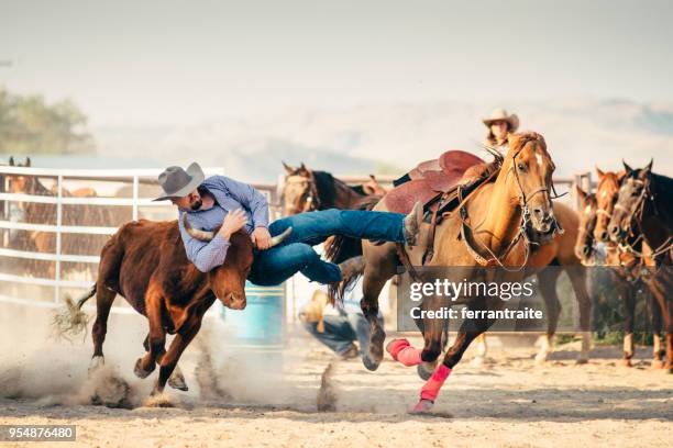 steer wrestling - wrestling arena stock pictures, royalty-free photos & images