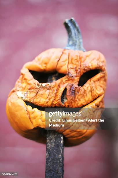 jack-o-lantern, after - marcio foto e immagini stock