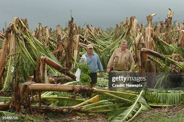 Dennis Dillon and son in law Liam Kenny among wrecked Banana plants on the Dillon property owned by the family on March 21 5 k's North of Innisfail,...