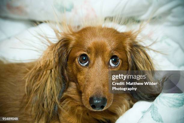 long haired dachshund with static electricity - animal hair fotografías e imágenes de stock