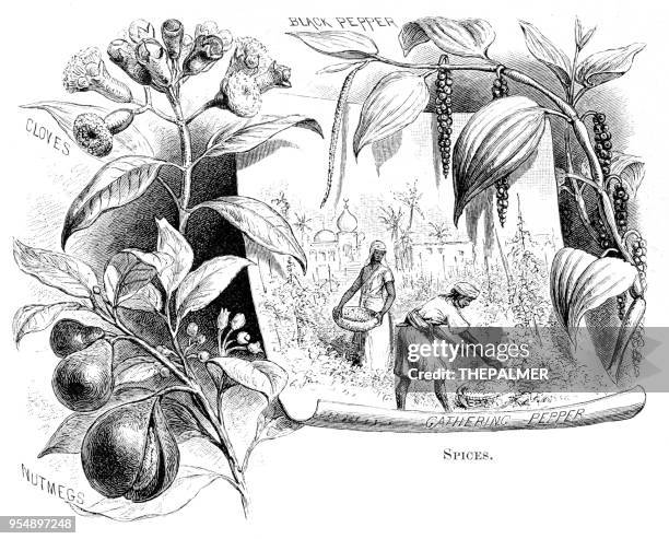spices engraving 1881 - black peppercorn stock illustrations