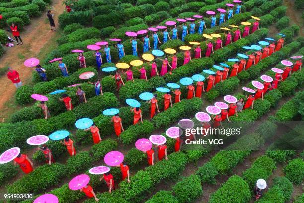 Aerial view of cheongsam enthusiasts dressed in cheongsams performing shows at a tea plantation of Yizhang County on May 5, 2018 in Chenzhou, Hunan...