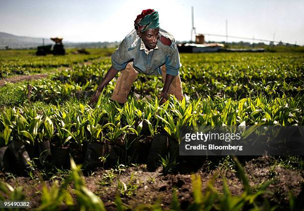 Shiburu Shash, removes weeds from young plants at the palm oil nursery owned by Karuturi Global Ltd., near the town of Bako, in Ethiopia, Africa, on...