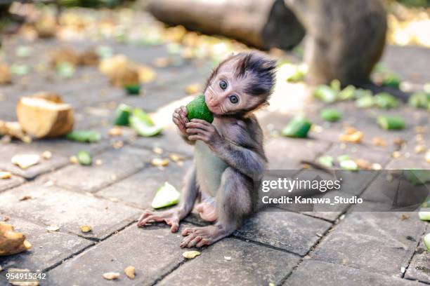 cute baby monkey eating vegetable - ubud stock pictures, royalty-free photos & images