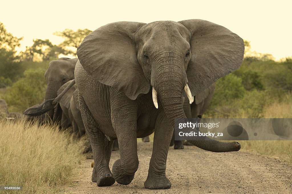 Elefante matriarch locas causa de un rebaño.