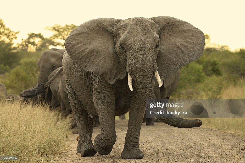 Elephant matriarch cow leading a herd.