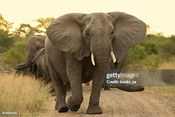 elephant matriarch cow leading a herd. - african elephants sunset stock pictures, royalty-free photos & images