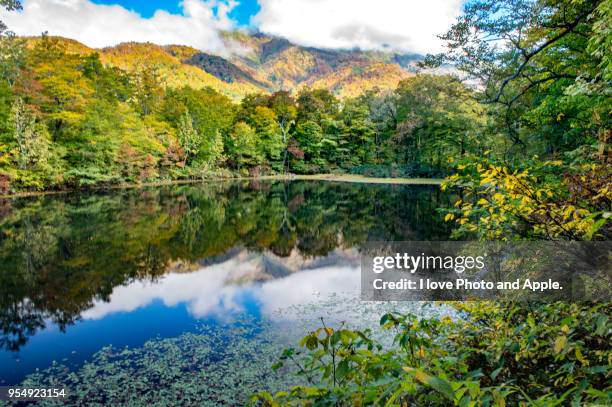 karikomi-ike pond autumn scenery - präfektur fukui stock-fotos und bilder