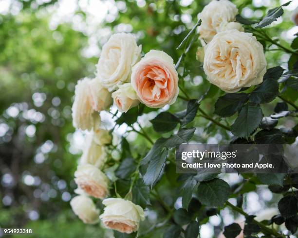 2,991 Four Seasons Rose Stock Photos, High-Res Pictures, and Images ...