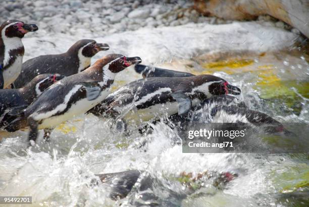 happy penguins - waddling stock pictures, royalty-free photos & images