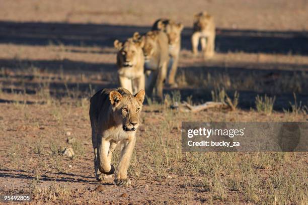young male lion leading a pride across an open plain. - grote-vijf-wilde-dieren stockfoto's en -beelden