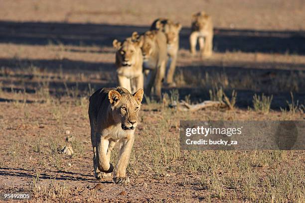 young male lion leading a pride across an open plain. - pride of lions stock pictures, royalty-free photos & images