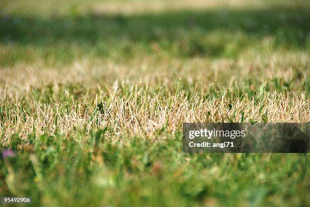 sec herbe - sec photos et images de collection