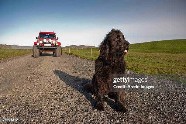newfoundlander dog on road by farm - newfoundlandshund bildbanksfoton och bilder