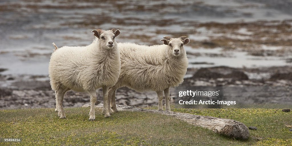 Sheep near coastline