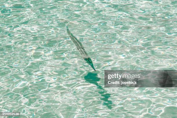 ballyhoo (hemiramphus) in cancun, mexico - hemiramphidae fotografías e imágenes de stock