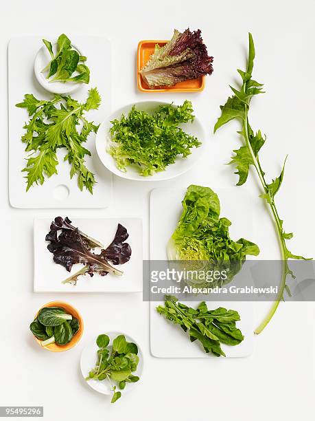 lettuces - huvudsallat bildbanksfoton och bilder