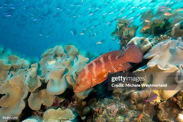 coral grouper - coral hind stock pictures, royalty-free photos & images