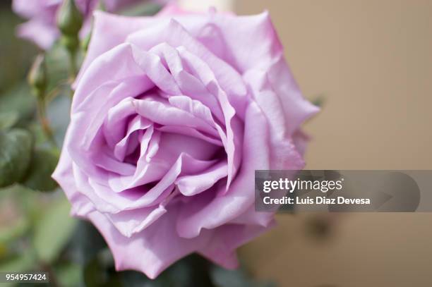 rose petals in purple color - ponte de lima stock pictures, royalty-free photos & images