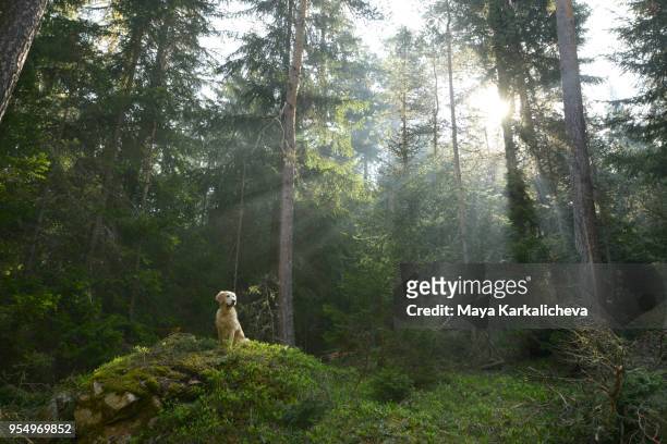 golden retriever dog sitting on a rock in a pine woodland - rock dog stock-fotos und bilder