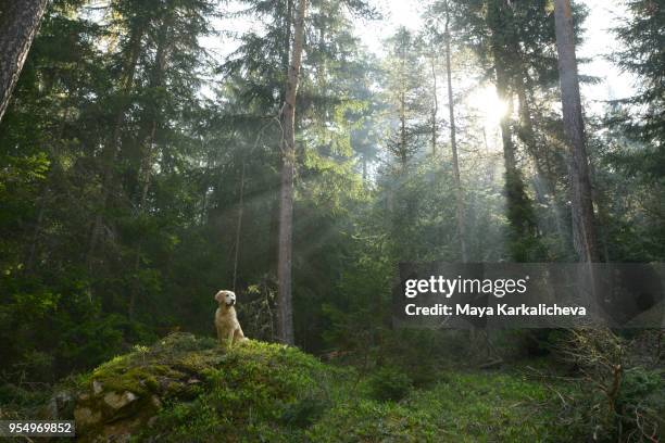 golden retriever dog sitting on a rock in a pine woodland - golden retriever bildbanksfoton och bilder