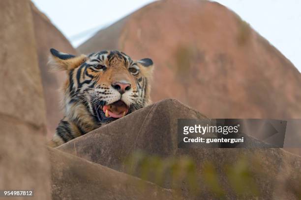 bengal-tiger (panthera tigris tigris) in einer alten festung ranthambhore national park - ranthambore fort stock-fotos und bilder