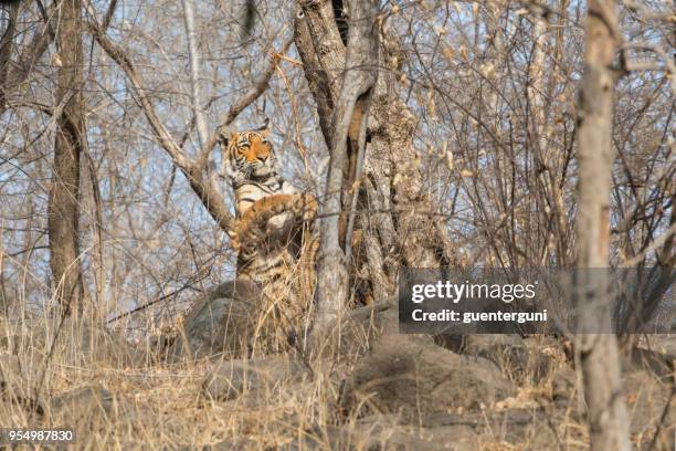 bengalisk tiger (panthera tigris tigris) i ranthambhore national park - ranthambore national park bildbanksfoton och bilder