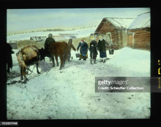 Farmers feed cattle in winter, Russian farmers feed their cattle in winter by constructing a trough from ice and snow, 1907-1914, Russia.