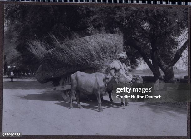 Pakistani farmer driving oxen cart, A Pakistani farmer delivers hay via an ox cart, circa 1912, Lahore, Pakistan.