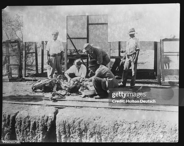 Autopsy of an ox, Dr. Koch performs a post-mortem on an ox killed by the viral disease rinderpest on a research station at Kimberley. South Africa,...