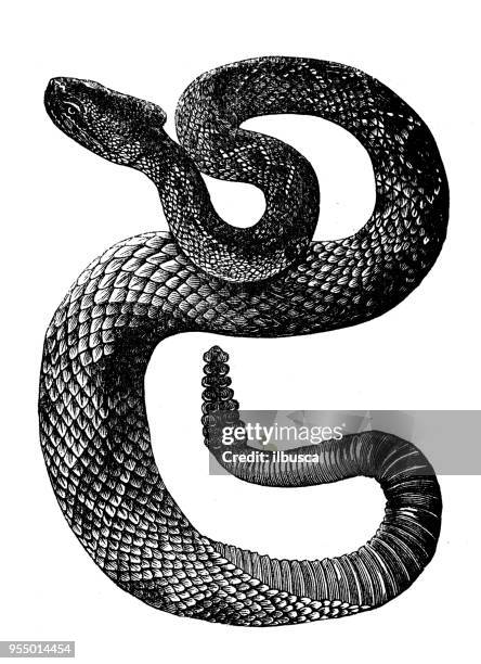 234 Ilustraciones de Serpiente De Cascabel - Getty Images 234 Ilustraciones de Serpiente De Cascabel - Getty Images