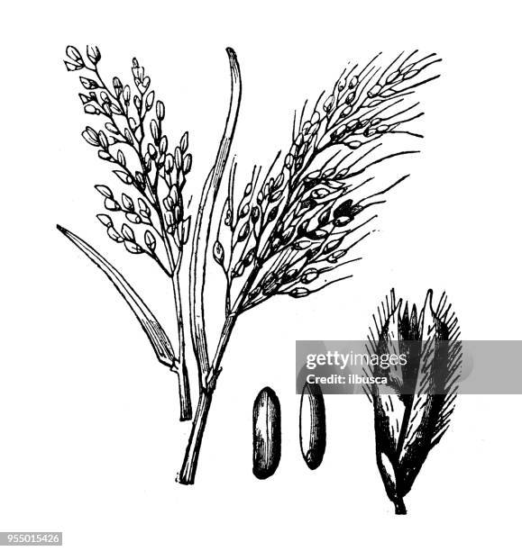 Rice Science Photos and Premium High Res Pictures - Getty Images