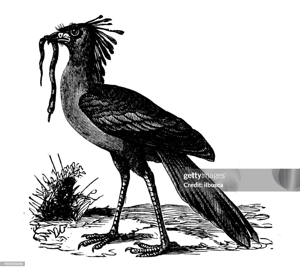Animals antique engraving illustration: Secretary Bird
