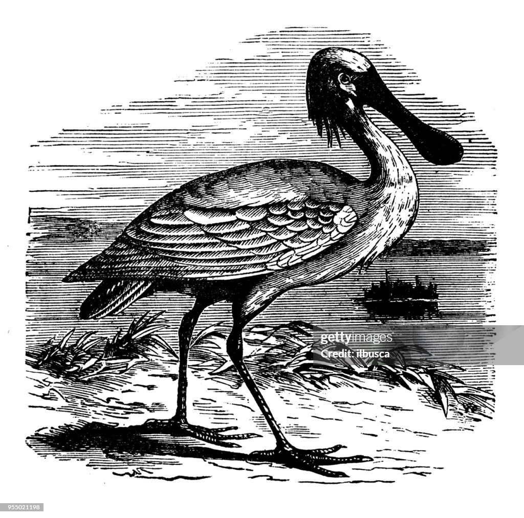 Animals antique engraving illustration: White Spoonbill