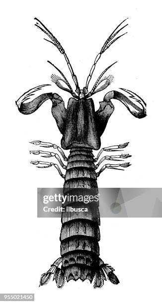 animals antique engraving illustration: squilla - mantis shrimp stock illustrations