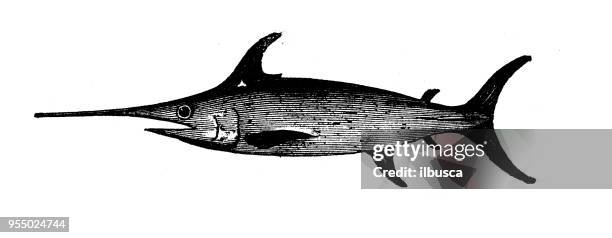 animals antique engraving illustration: sword fish - swordfish stock illustrations
