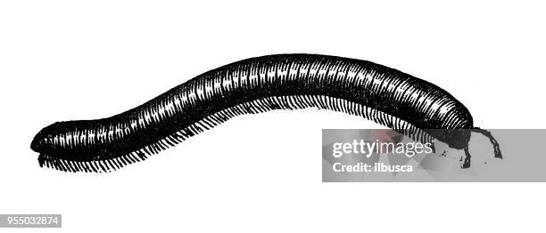 tiere antiken gravur abbildung: draht wurm - worm stock-grafiken, -clipart, -cartoons und -symbole