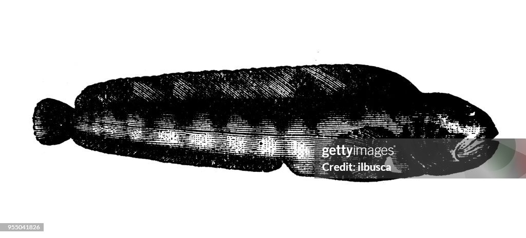 Animals antique engraving illustration: American Wolf Fish