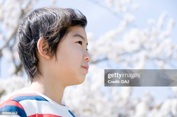 portrait of boy standing under cherry blossom - 少年　横顔 ストックフォトと画像